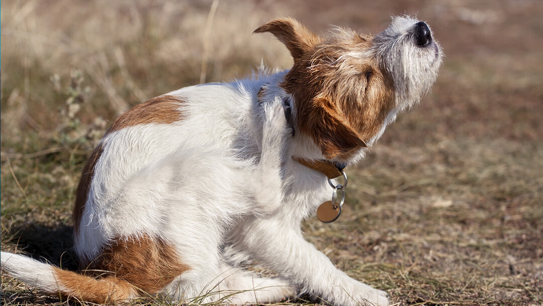 spotting-and-treating-dog-fleas-purina